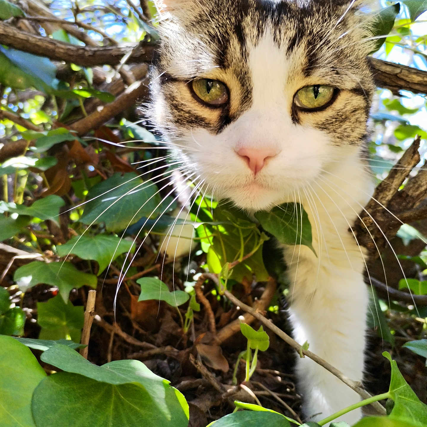 Pilou a rejoint le concours — aidez-le/la à gagner de superbes lots ! abyssinian, animal, cat, flower, green, herbal, herbs, ivy, jungle, kitten, land, leaf, manx, nature, outdoors, pet, plant, soil, tree, vegetation