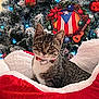 cat, celebration, christmas_tree, cozy, cute, decorations, festive, guitar, holiday, indoor, kitten, lights, ornaments, pet, plush_bed, puerto_rican_flag, red, tabby, white, winter