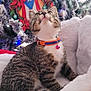 bed, bell, cat, christmas_tree, collar, cozy, curious, cute, decorations, fur, holiday, indoor, kitten, lights, looking_up, ornaments, pet, red, tabby, white