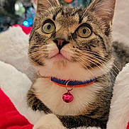 Kandy joined the competition — help win amazing prizes! cat, tabby_cat, collar, bell, pet, animal, closeup, face, whiskers, bed, plush, red, white, holiday, ornaments, christmas_tree, decoration, indoor, cute, curious