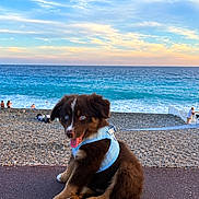 Blue a rejoint le concours — aidez-le/la à gagner de superbes lots ! puppy, dog, brown_fur, blue_eyes, harness, leash, sitting, beach, seaside, ocean, waves, shoreline, pebbles, sunset, sky, clouds, outdoor, coastal, portrait, animal