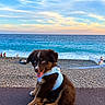 puppy, dog, brown_fur, blue_eyes, harness, leash, sitting, beach, seaside, ocean, waves, shoreline, pebbles, sunset, sky, clouds, outdoor, coastal, portrait, animal