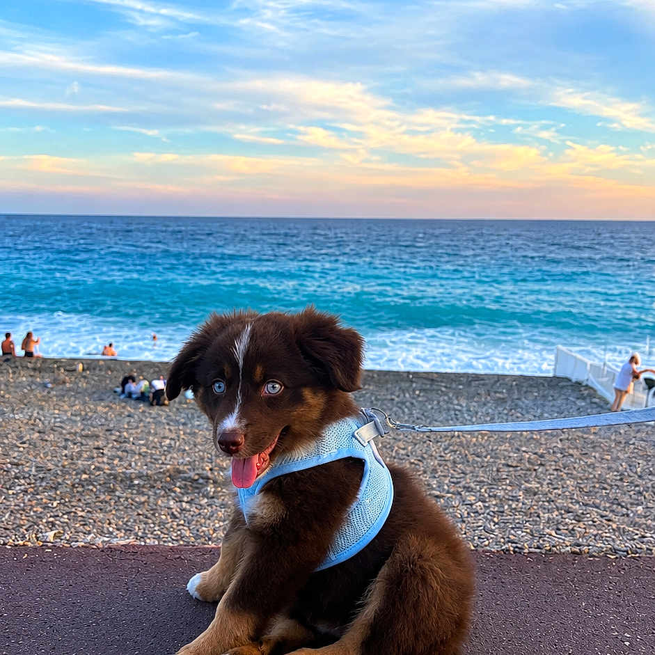 Blue a rejoint le concours — aidez-le/la à gagner de superbes lots ! puppy, dog, brown_fur, blue_eyes, harness, leash, sitting, beach, seaside, ocean, waves, shoreline, pebbles, sunset, sky, clouds, outdoor, coastal, portrait, animal