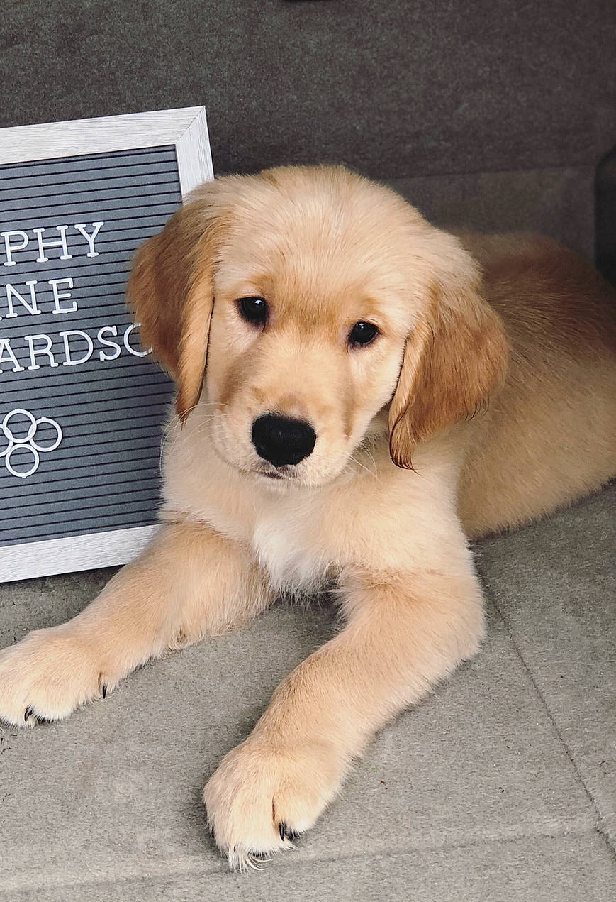 Murphy is registered to the contest to win money with this photo: ancient_dog_breeds, beagador, canidae, carnivore, companion_dog, dog, dog_breed, fawn, golden_retriever, hovawart, mammal, paw, puppy, rare_breed_dog, retriever, small_greek_domestic_dog, snout, sporting_group, vertebrate