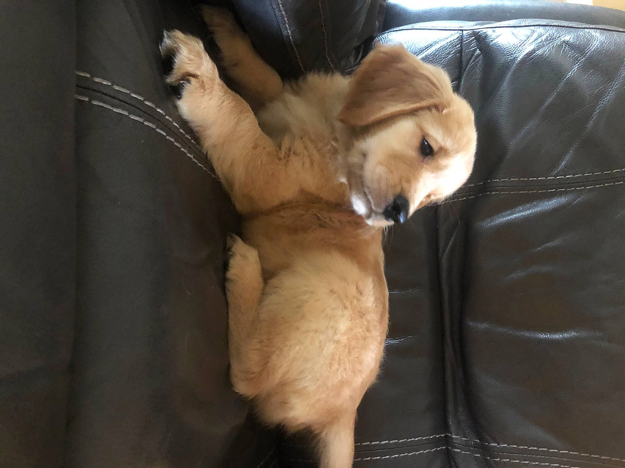 Murphy is registered to the contest to win money with this photo: canidae, carnivore, companion_dog, dog, dog_breed, fawn, puppy, puppy_love, retriever, snout, sporting_group