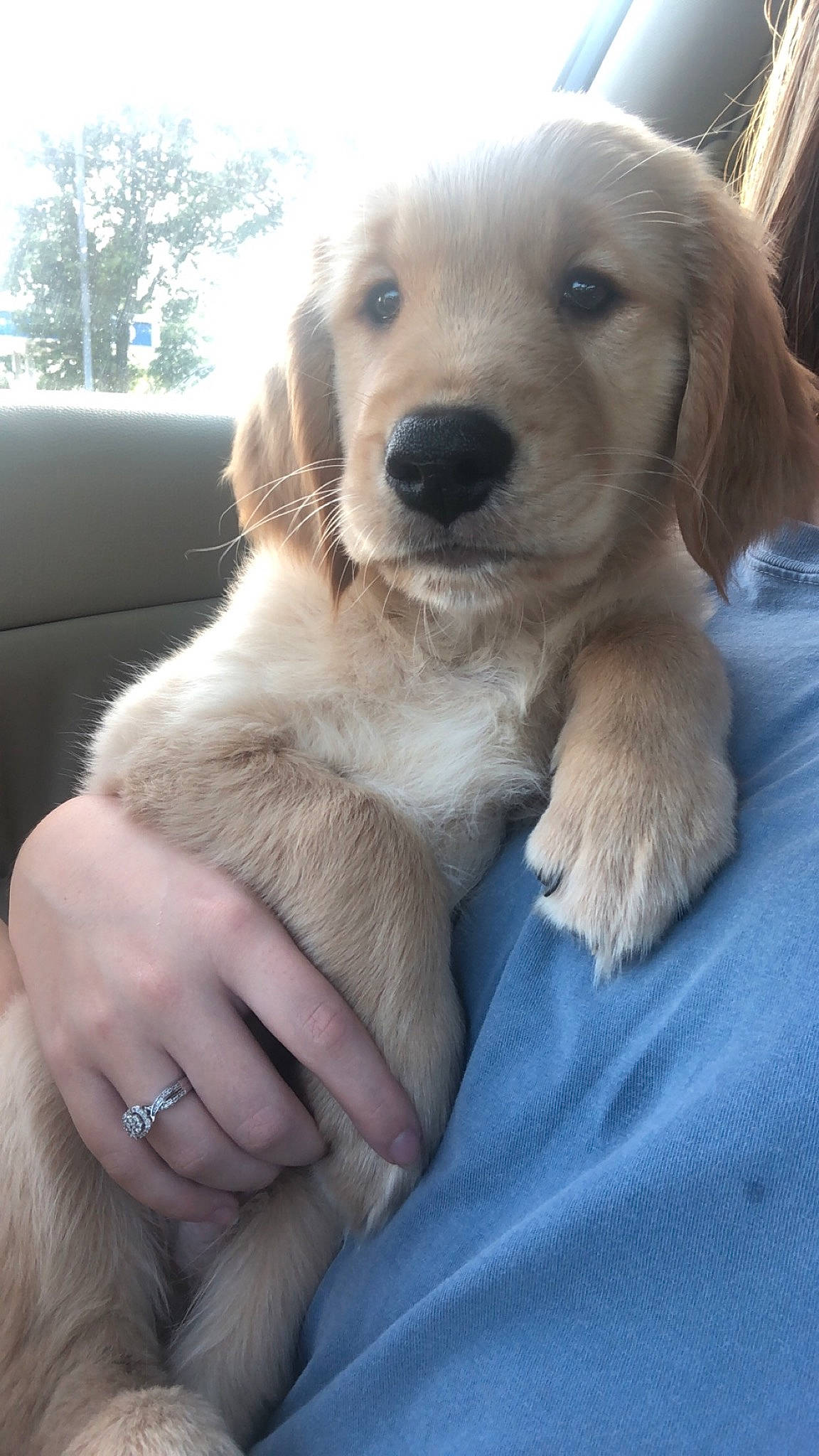 Murphy is registered to the contest to win money with this photo: beagador, canidae, carnivore, companion_dog, dog, dog_breed, fawn, golden_retriever, mammal, puppy, puppy_love, retriever, small_greek_domestic_dog, sporting_group, vertebrate