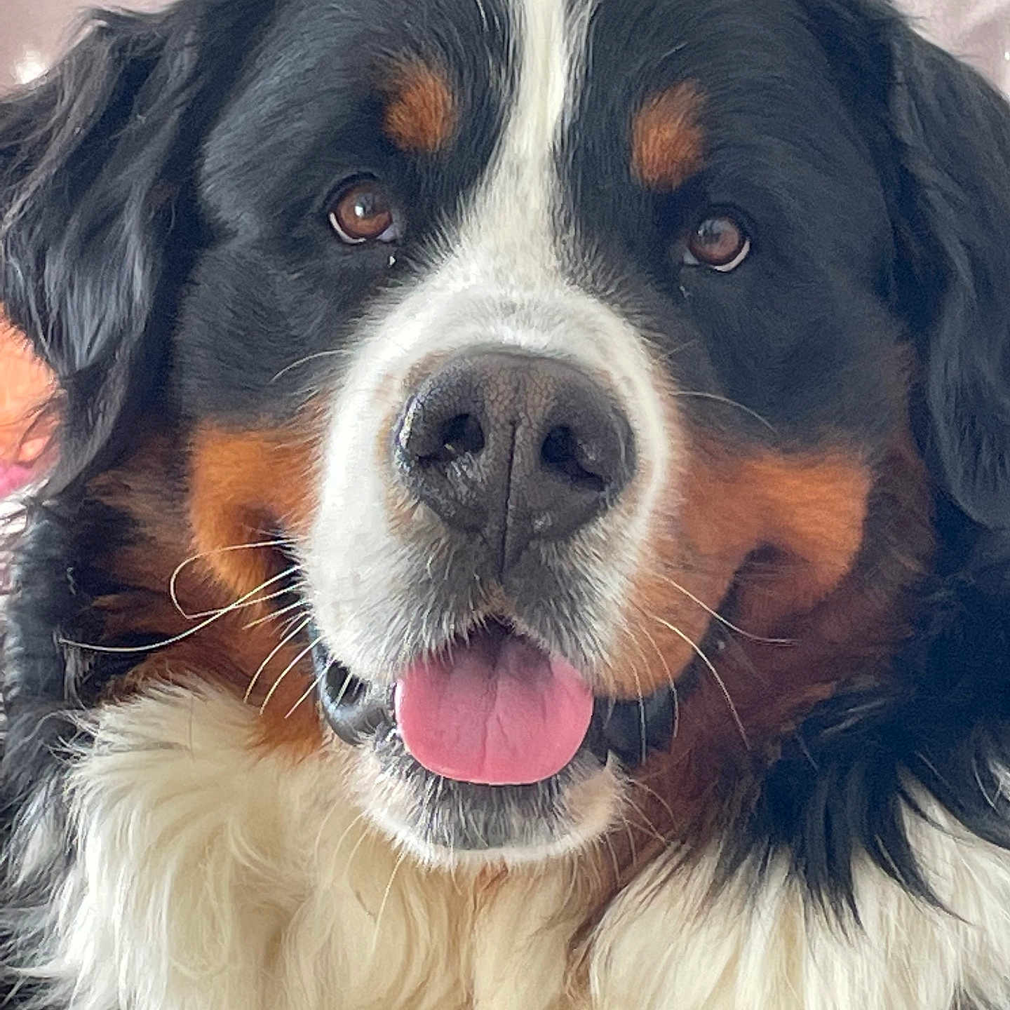 Shaïko a rejoint le concours — aidez-le/la à gagner de superbes lots ! animal, appenzeller, ball, bodypart, canine, cockerspaniel, collie, dog, face, head, hound, mouth, person, pet, photography, portrait, puppy, saintbernard, snout, tongue
