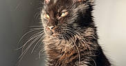 Astartes joined the competition — help win amazing prizes! cat, black_cat, pet, feline, whiskers, ears, fur, sunlight, indoor, portrait, looking_away, close_up, animal, cute, domestic_animal, fluffy, relaxed, soft_light, cozy, contemplative
