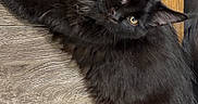 Astartes is registered to the contest to win money with this photo: animal, black_cat, cat, curious, cute, domestic_animal, ears, eyes, feline, floor, fluffy, fur, indoor, lying_down, mammal, pet, resting, whiskers, wooden_floor, young_cat