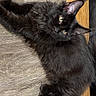 Astartes is registered to the contest to win money with this photo: cat, black_cat, pet, fluffy, feline, animal, indoor, floor, wooden_floor, curious, eyes, ears, whiskers, cute, domestic_animal, resting, lying_down, mammal, young_cat, fur