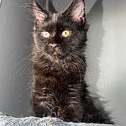 Astartes is registered to the contest to win money with this photo: cat, kitten, black_cat, yellow_eyes, fur, pet, animal, indoor, shadow, curious, alert, fluffy, texture, wall, closeup, portrait, whiskers, ears, sitting, young