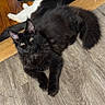 cat, black_cat, black_and_white_cat, indoor, floor, wood_floor, slippers, pet, animal, relaxing, lying_down, curious, feline, domestic_animal, household, cozy, resting, two_animals, fur, whiskers