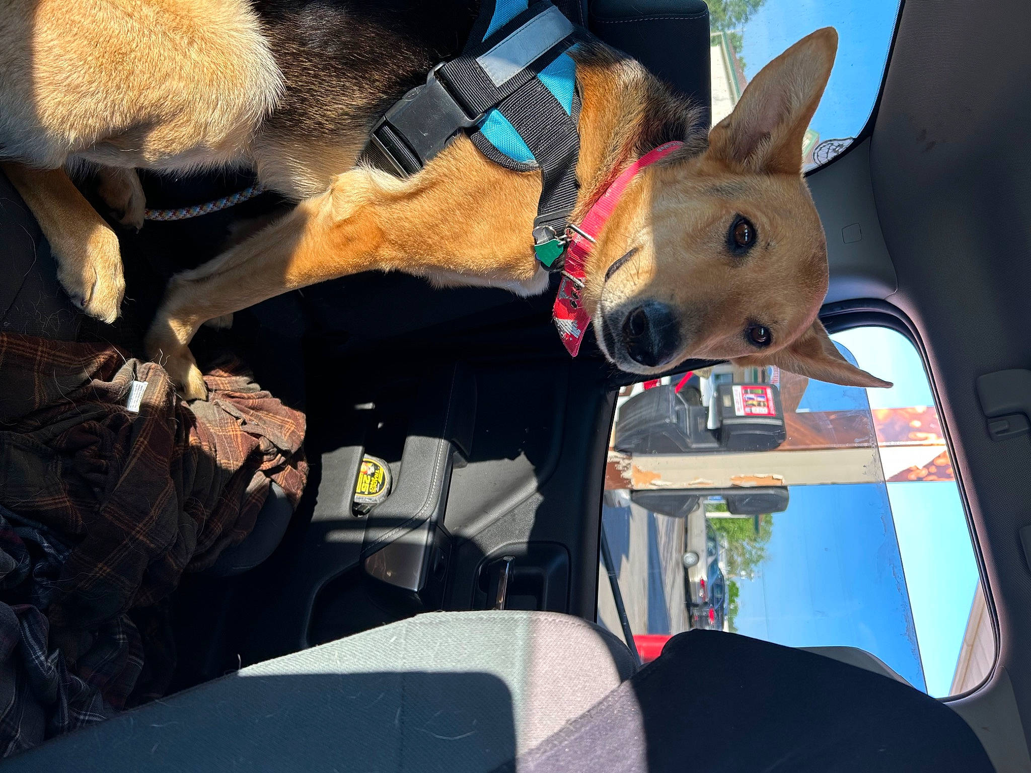 Roxy is registered to the contest to win money with this photo: auto_part, automotive_exterior, car, car_seat, car_seat_cover, carnivore, collar, dog, dog_breed, family_car, fawn, fur, motor_vehicle, snout, sporting_group, steering_wheel, vehicle, vehicle_door, windshield, working_animal