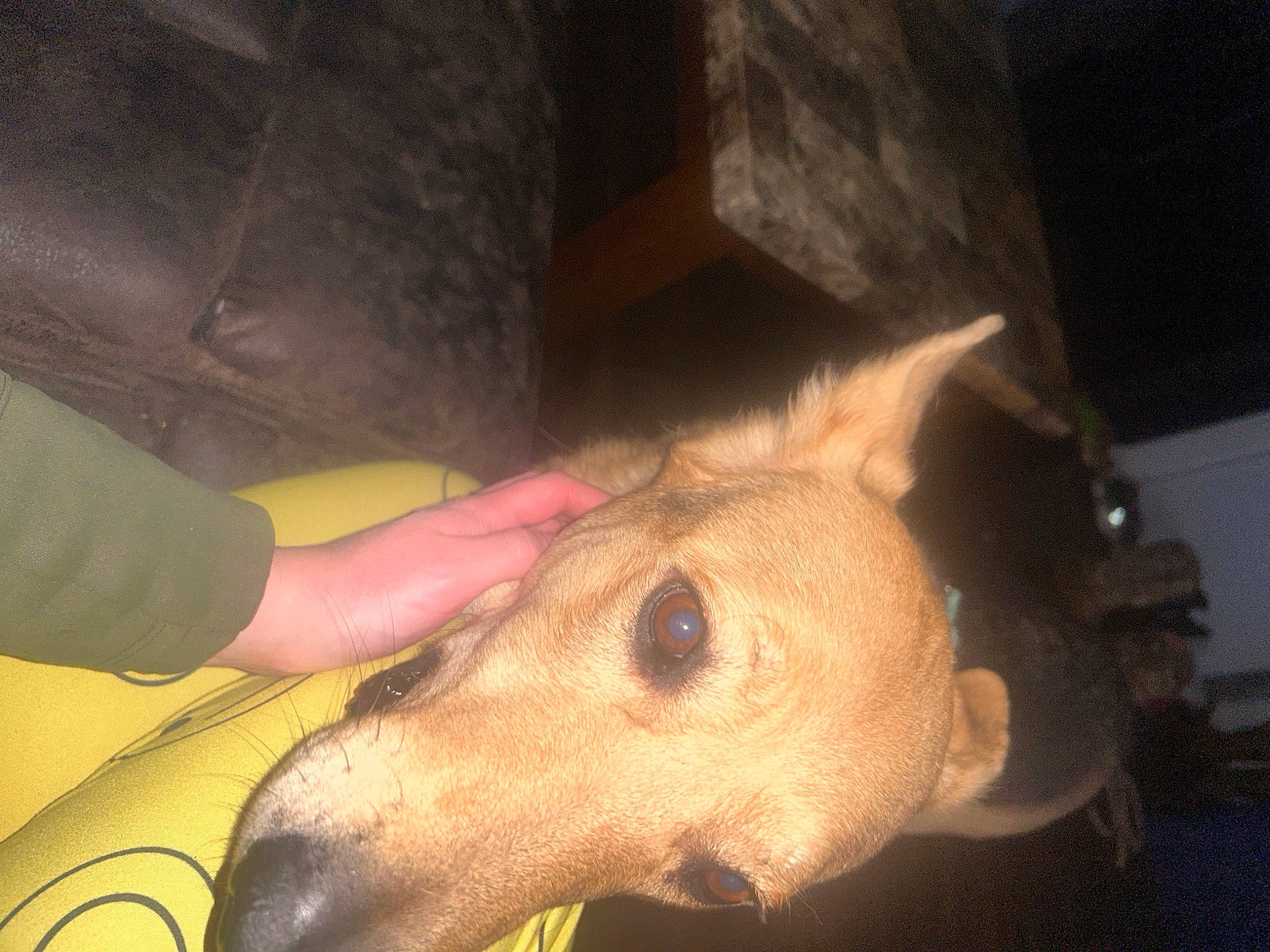 Roxy joined the competition — help win amazing prizes! canidae, dog_breed, ear, eye, fawn, jaw, livestock, snout, terrestrial_animal, throat, working_animal