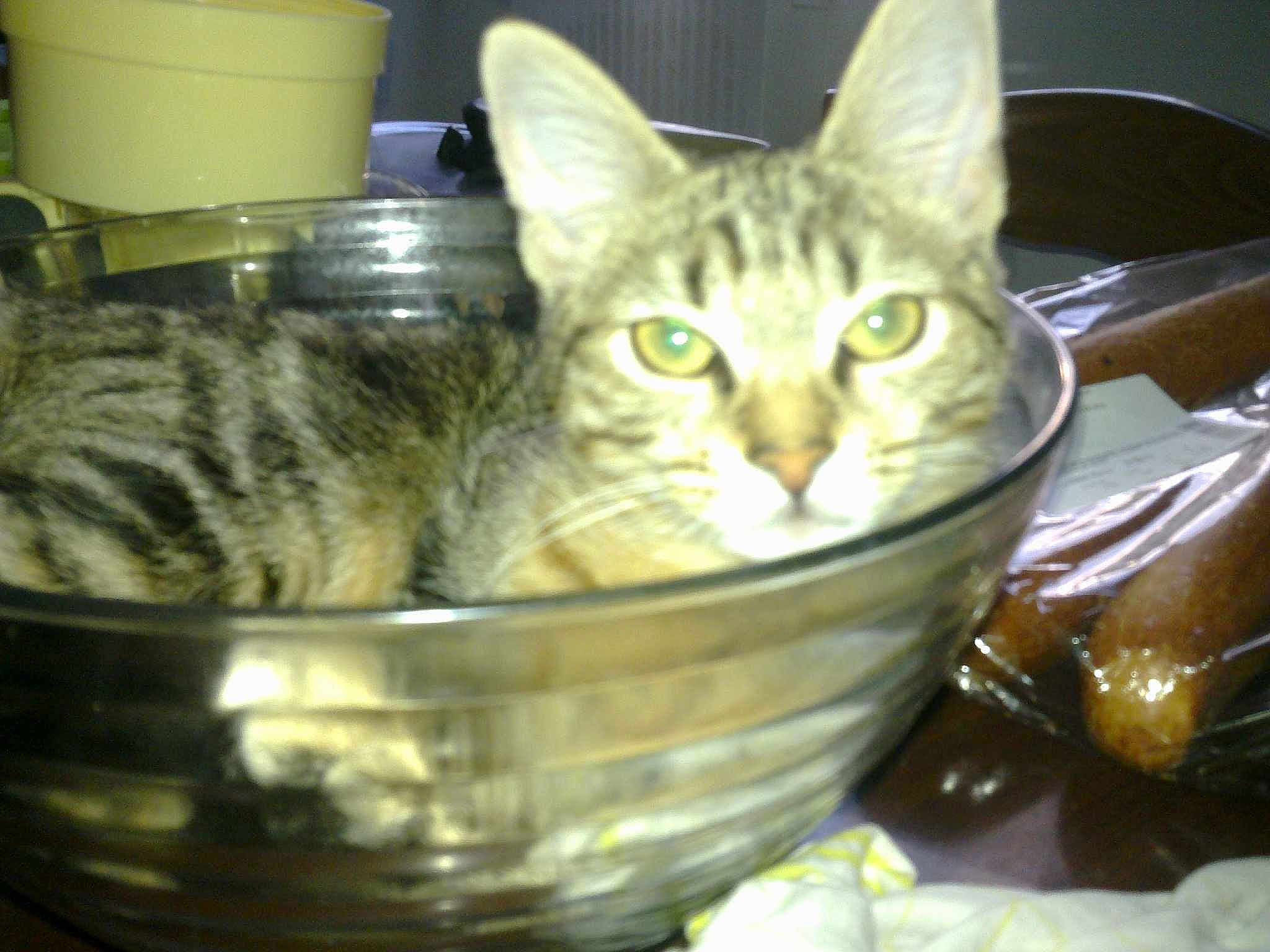 Praline