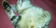 Praline participe au concours pour gagner de l'argent avec cette photo :