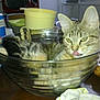 Praline participe au concours pour gagner de l'argent avec cette photo :