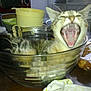 Praline participe au concours pour gagner de l'argent avec cette photo :