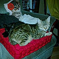 praline