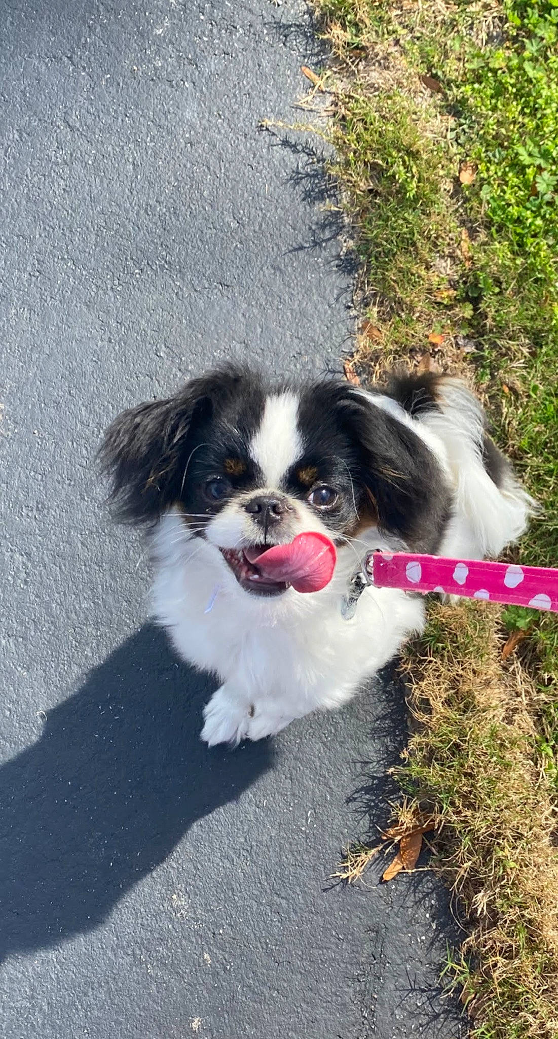 Pinky joined the competition — help win amazing prizes! canidae, carnivore, companion_dog, dog, dog_breed, fur, grass, herding_dog, non_sporting_group, plant, snout, sporting_group, tail, tar, terrestrial_animal, toy_dog, working_animal, working_dog