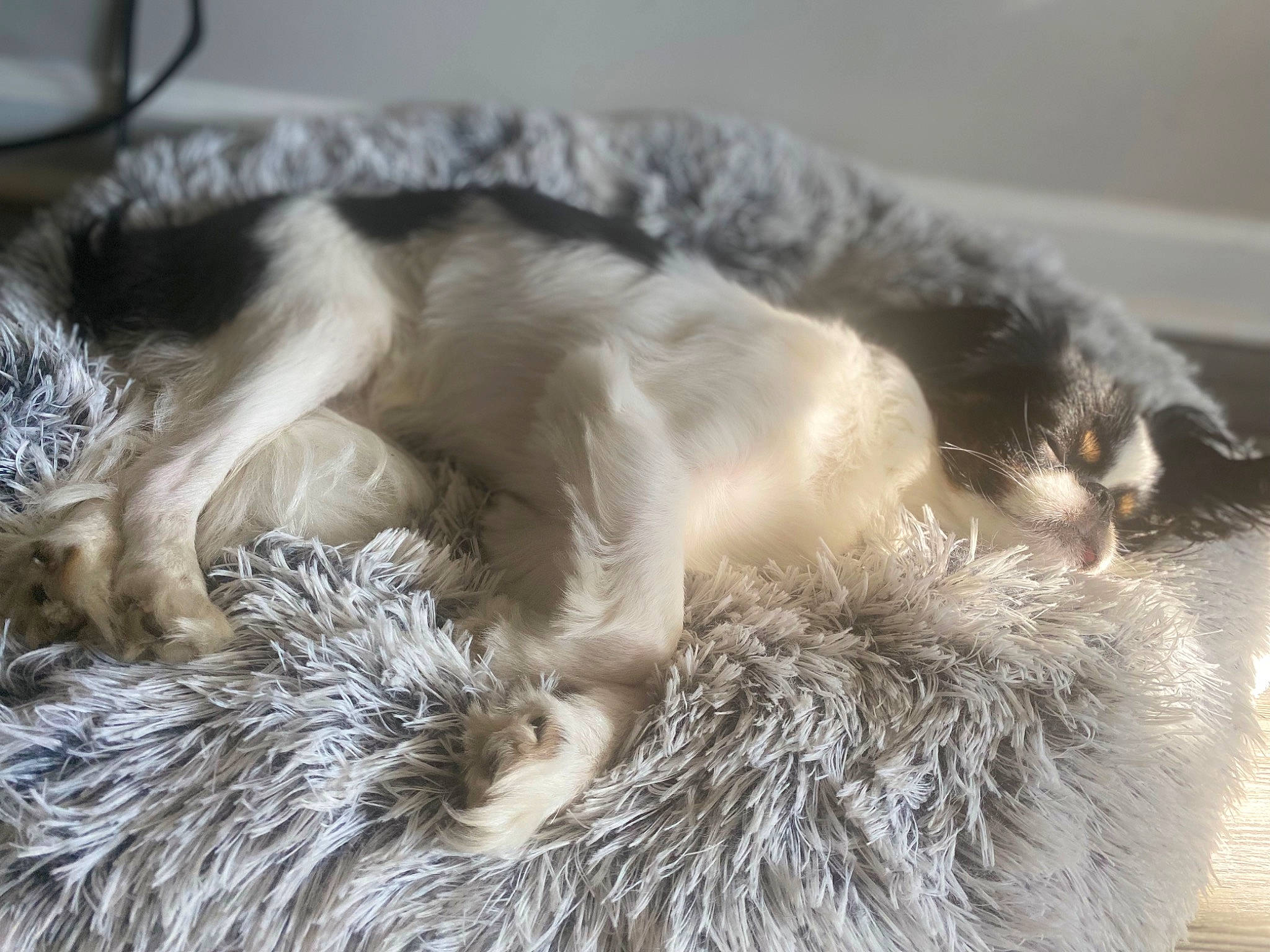 Pinky is registered to the contest to win money with this photo: canidae, carnivore, cat, claw, comfort, companion_dog, dog_breed, domestic_short_haired_cat, fawn, felidae, fur, nap, paw, sleep, small_to_medium_sized_cats, snout, sporting_group, tail, terrestrial_animal, whiskers