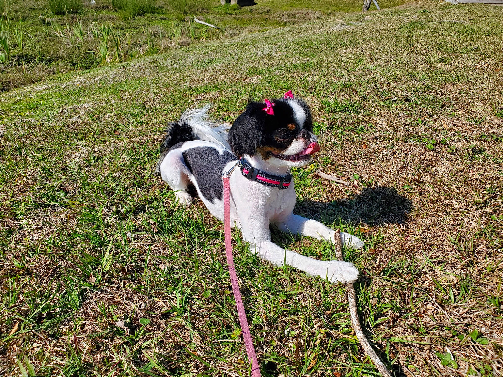 Pinky is registered to the contest to win money with this photo: carnivore, collar, companion_dog, dog, dog_breed, dog_collar, eyewear, fawn, grass, grass_family, grassland, groundcover, lawn, leash, plant, recreation, soil, sporting_group, tail, working_animal