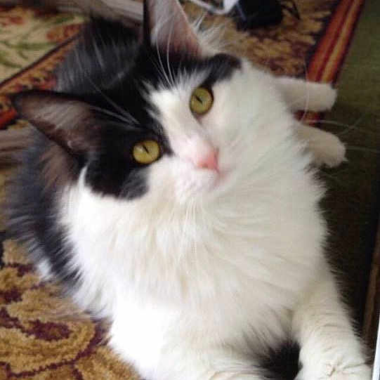 Callie
