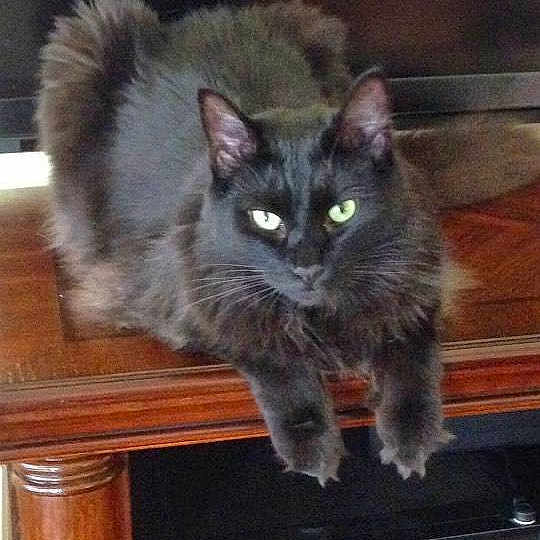 Bear