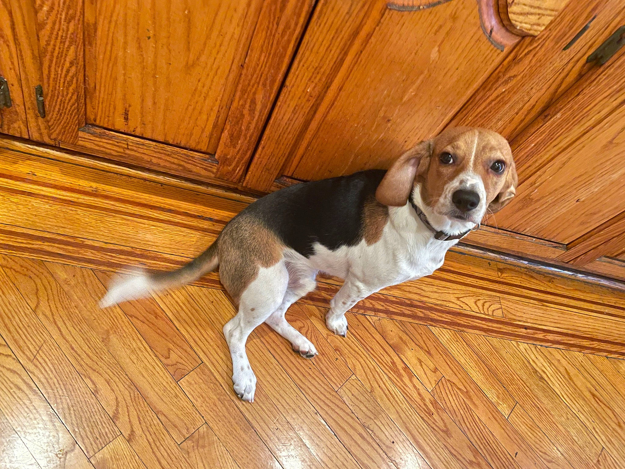 Shiloh joined the competition — help win amazing prizes! beaglier, cabinetry, canidae, carnivore, companion_dog, dog, dog_breed, floor, flooring, hardwood, hound, paw, plank, plywood, scent_hound, tail, varnish, wood, wood_flooring, wood_stain
