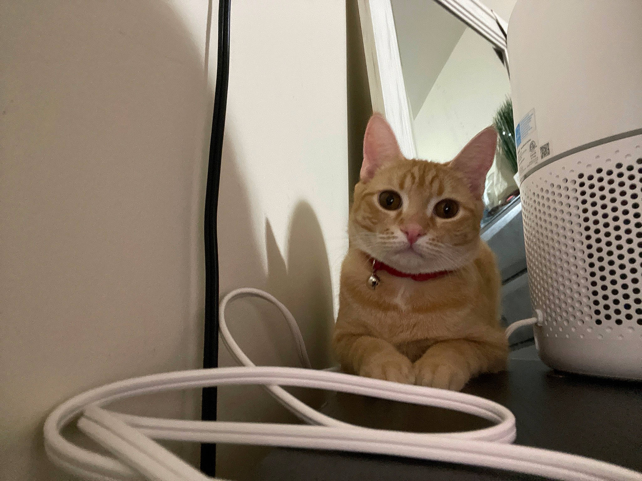 Butter is registered to the contest to win money with this photo: box, cardboard, carnivore, cat, cat_supply, comfort, domestic_short_haired_cat, fawn, felidae, household_supply, paw, pet_supply, room, sitting, small_to_medium_sized_cats, snout, tail, whiskers, wire, wood