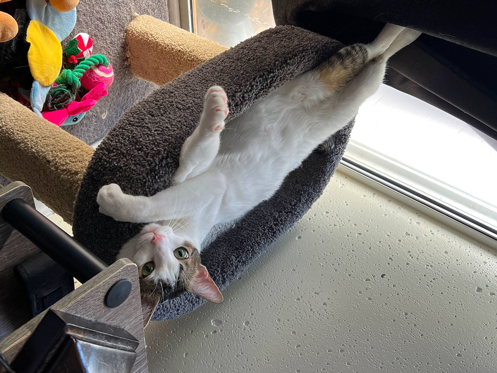 Dove is registered to the contest to win money with this photo: automotive_exterior, comfort, fawn, fin, fish, fur, hood, salmon_like_fish, seafood, stuffed_toy, tail, toy, vehicle_door, vertebrate, windshield, wing