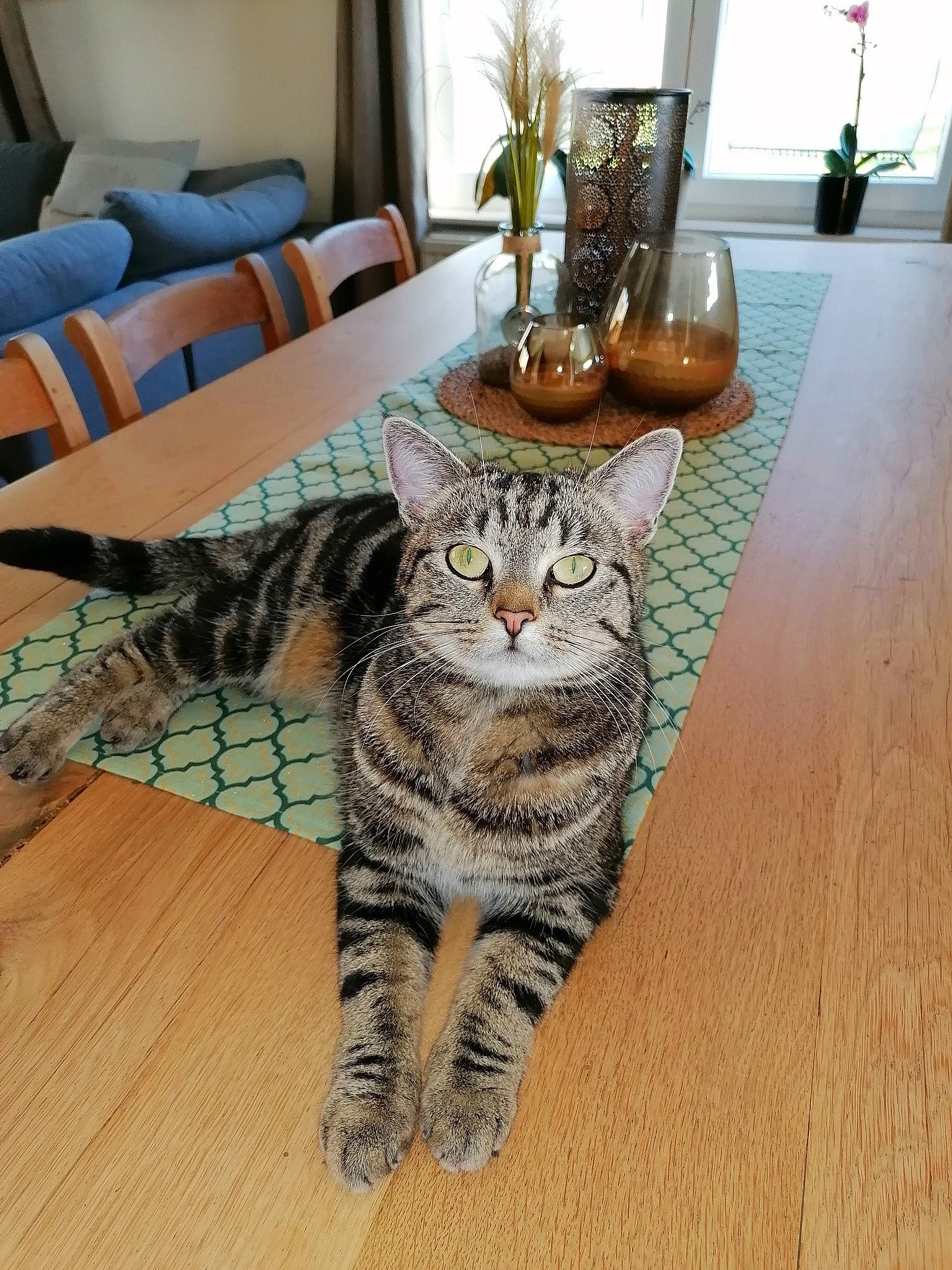 Sia participe au concours pour gagner de l'argent avec cette photo : carnivore, cat, comfort, couch, felidae, floor, flooring, grey, hardwood, houseplant, lamp, living_room, picture_frame, plant, small_to_medium_sized_cats, snout, table, tail, whiskers, wood