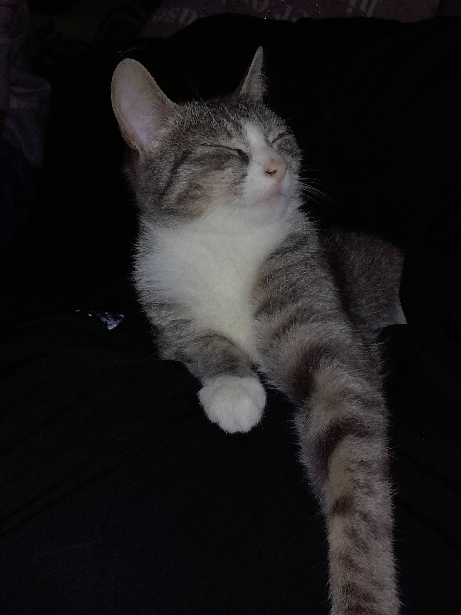 Dyna a rejoint le concours — aidez-le/la à gagner de superbes lots ! american_wirehair, asian, black_and_white, carnivore, cat, domestic_short_haired_cat, ear, european_shorthair, eye, felidae, fur, kitten, mammal, paw, polydactyl_cat, sky, small_to_medium_sized_cats, tabby_cat, tail, whiskers