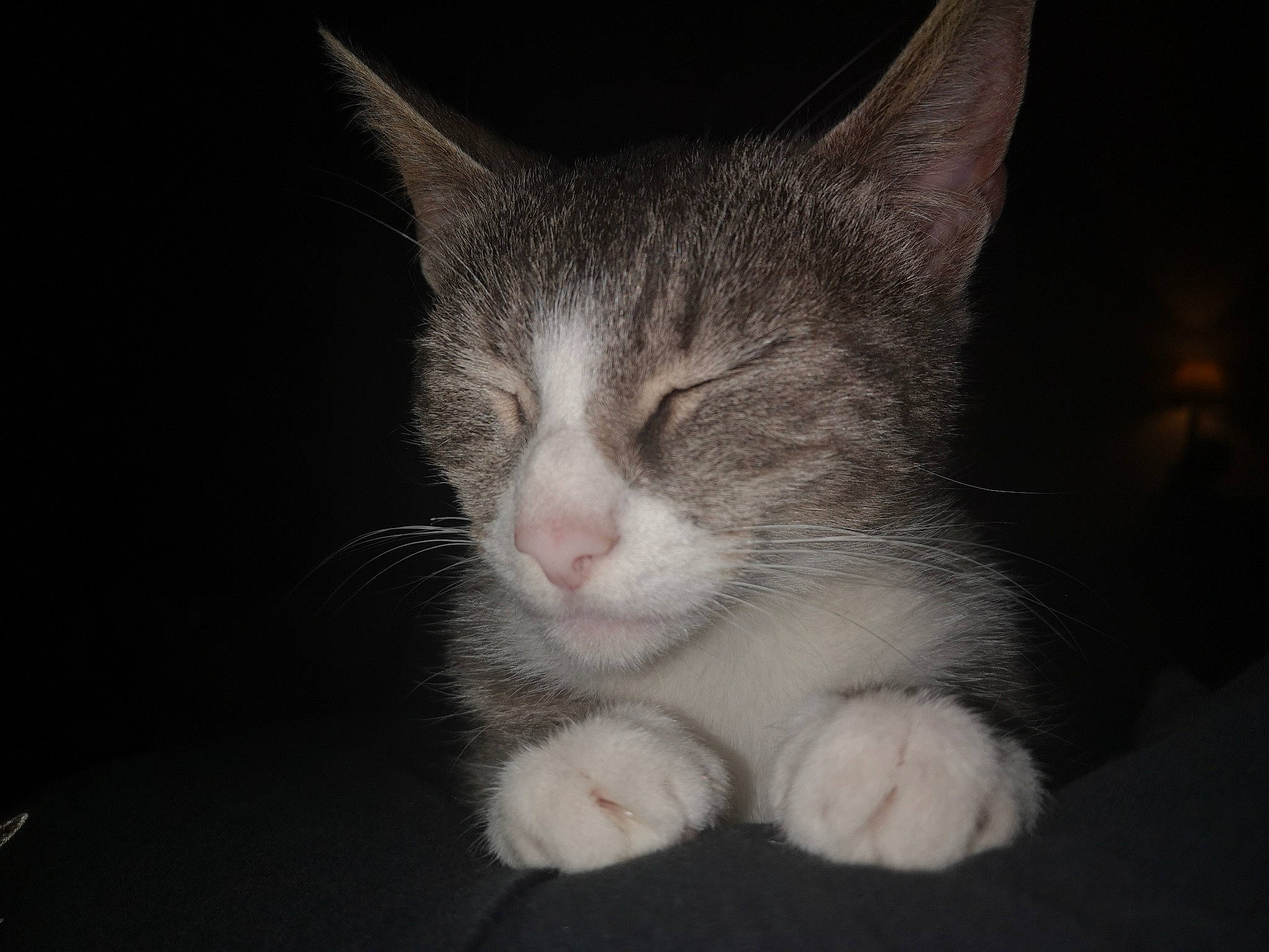 Dyna participe au concours pour gagner de l'argent avec cette photo : aegean_cat, american_wirehair, carnivore, cat, domestic_short_haired_cat, ear, european_shorthair, eye, felidae, fur, kitten, mammal, nose, polydactyl_cat, sky, small_to_medium_sized_cats, snout, tabby_cat, vertebrate, whiskers