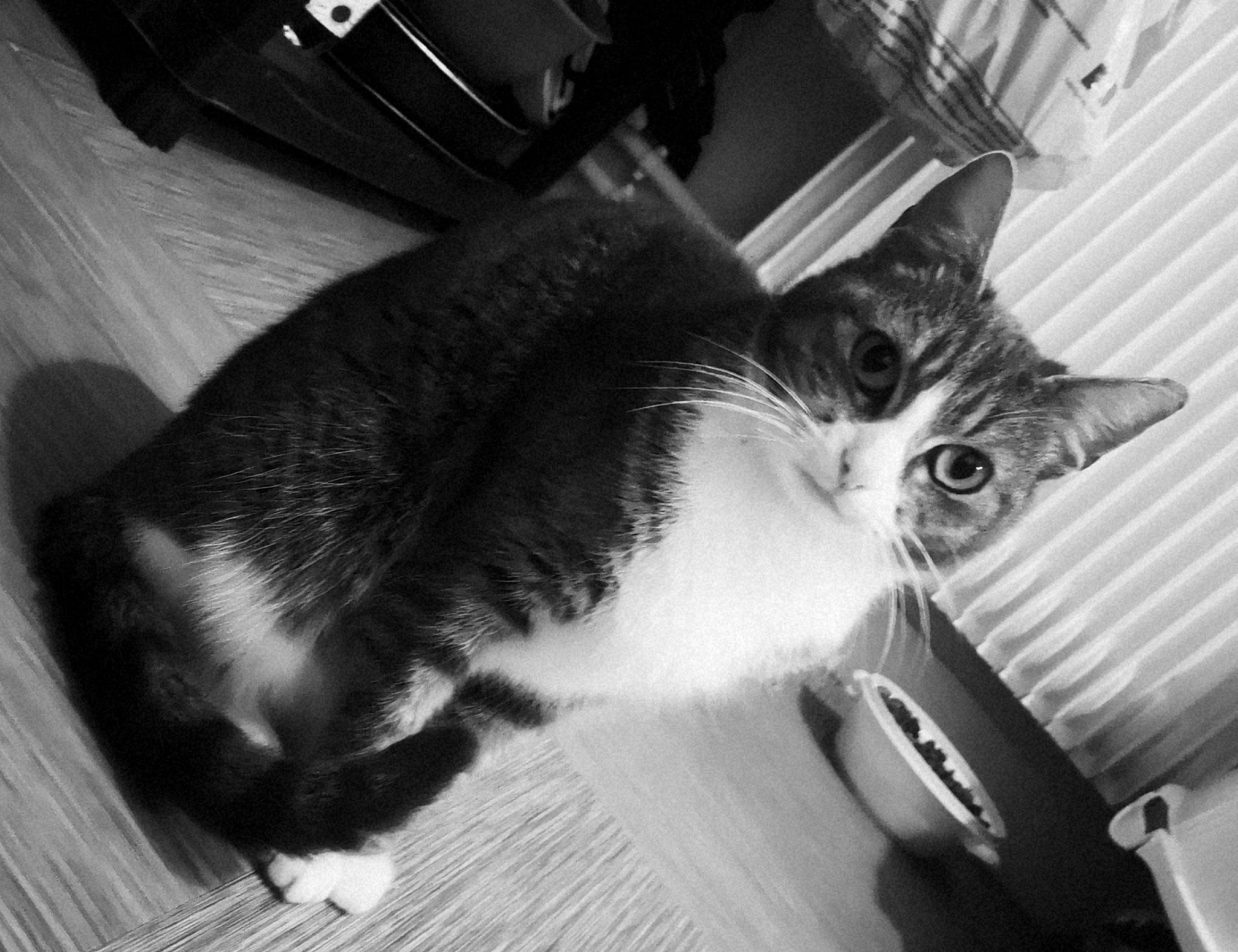 Dyna participe au concours pour gagner de l'argent avec cette photo : asian, black_and_white, carnivore, cat, domestic_short_haired_cat, european_shorthair, felidae, kitten, photography, small_to_medium_sized_cats, snout, style, whiskers