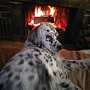 Millie joined the competition — help win amazing prizes! dog, fireplace, fire, indoor, cozy, spot, fur, pet, relaxing, warm, home, animal, domestic_animal, laying, comfort, brown_blanket, wood, hearth, house, resting