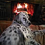 dog, fireplace, fire, indoor, cozy, spot, fur, pet, relaxing, warm, home, animal, domestic_animal, laying, comfort, brown_blanket, wood, hearth, house, resting