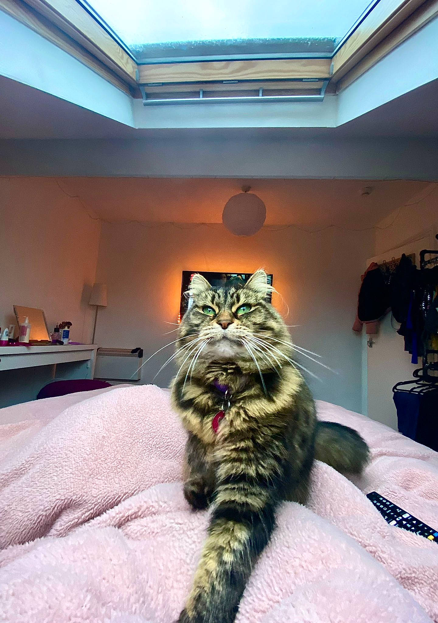 Valentina joined the competition — help win amazing prizes! bedding, blue, building, carnivore, cat, ceiling, comfort, domestic_short_haired_cat, felidae, floor, flooring, fur, houseplant, interior_design, linens, room, small_to_medium_sized_cats, terrestrial_animal, whiskers, wood