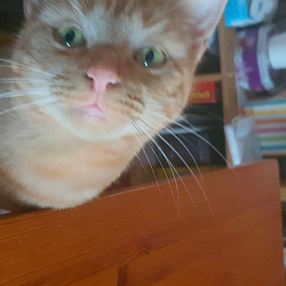 Babymen Zimba is registered to the contest to win money with this photo: bookcase, carnivore, cat, domestic_short_haired_cat, eye, fawn, felidae, fur, hardwood, paw, pet_supply, publication, room, shelf, shelving, small_to_medium_sized_cats, snout, whiskers, wood, wood_stain