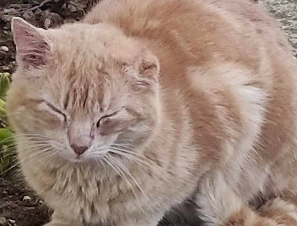 Rouk participe au concours pour gagner de l'argent avec cette photo : carnivore, cat, domestic_short_haired_cat, event, eye, fawn, felidae, fur, grass, plant, small_to_medium_sized_cats, snout, tail, terrestrial_animal, tree, whiskers, wildlife