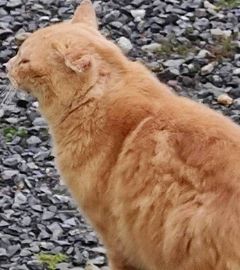 Rouk participe au concours pour gagner de l'argent avec cette photo : canidae, carnivore, cat, claw, dog_breed, fawn, felidae, fur, gesture, grass, small_to_medium_sized_cats, snout, soil, sporting_group, tail, terrestrial_animal, water, whiskers, wildlife, wood