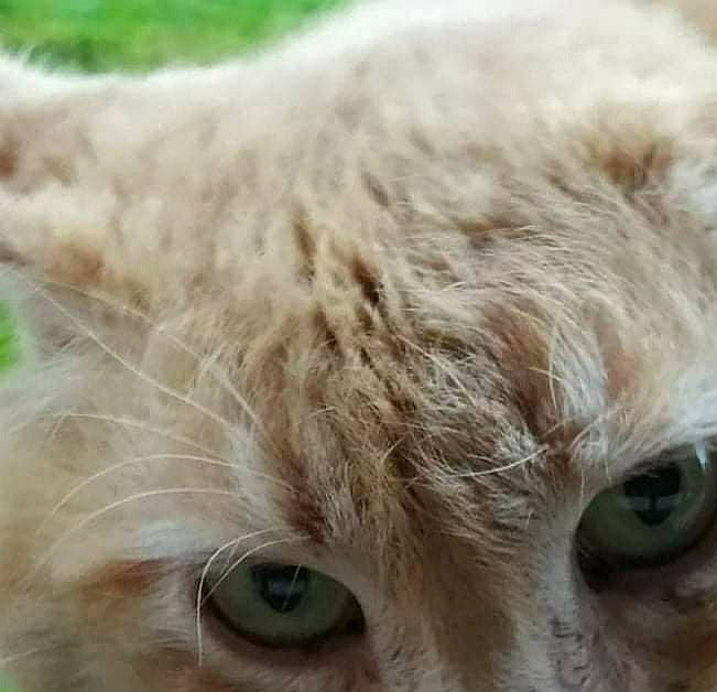 Rouk a rejoint le concours — aidez-le/la à gagner de superbes lots ! canidae, carnivore, cat, close_up, companion_dog, dog_breed, domestic_short_haired_cat, ear, eyelash, eyewear, fawn, felidae, fur, small_to_medium_sized_cats, snout, sporting_group, terrestrial_animal, whiskers, wildlife, wood