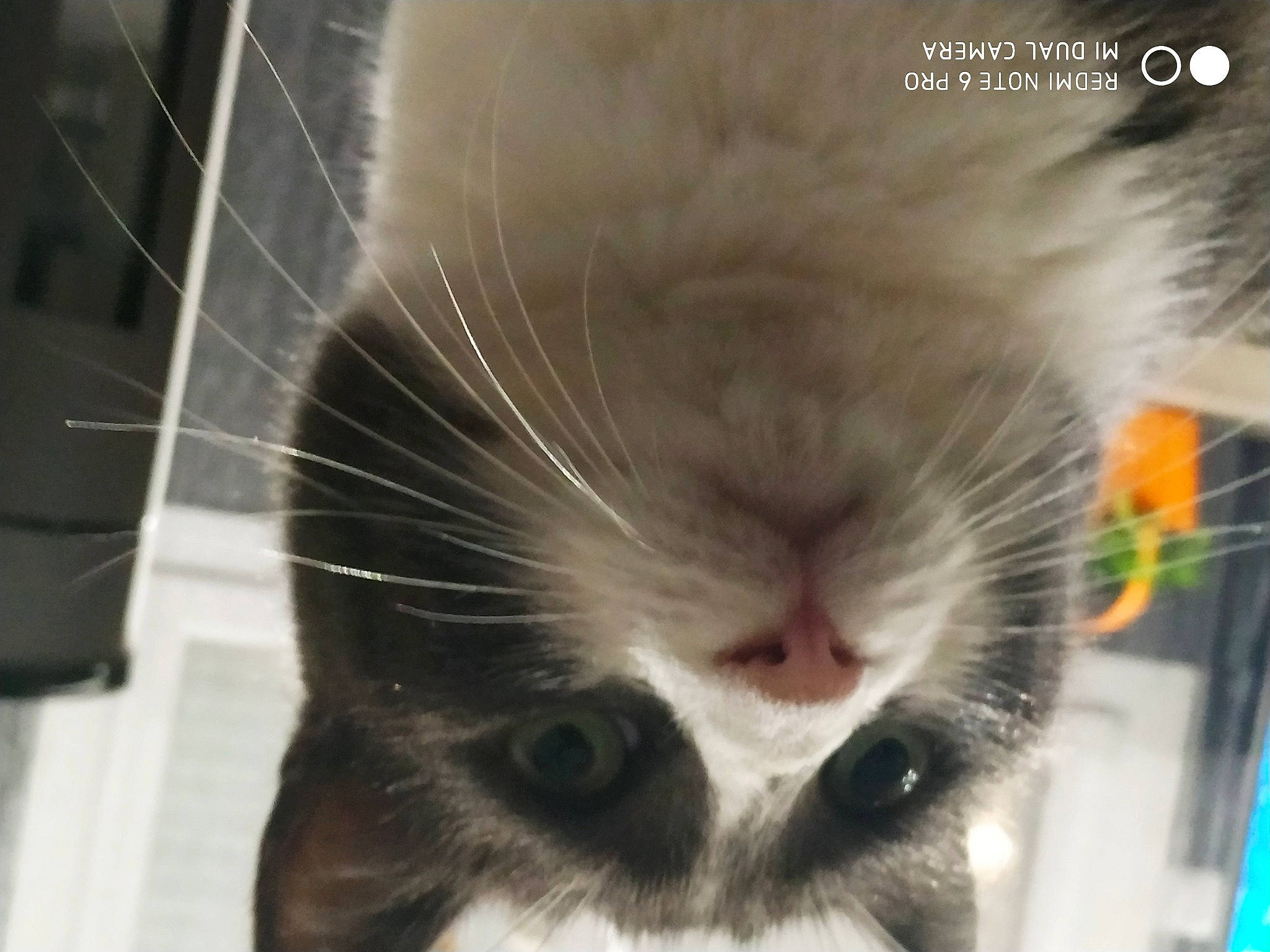 Mitsy participe au concours pour gagner de l'argent avec cette photo : animal_shelter, carnivore, cat, claw, domestic_short_haired_cat, eye, felidae, fur, iris, nose, paw, pet_supply, small_to_medium_sized_cats, snout, tail, terrestrial_animal, whiskers