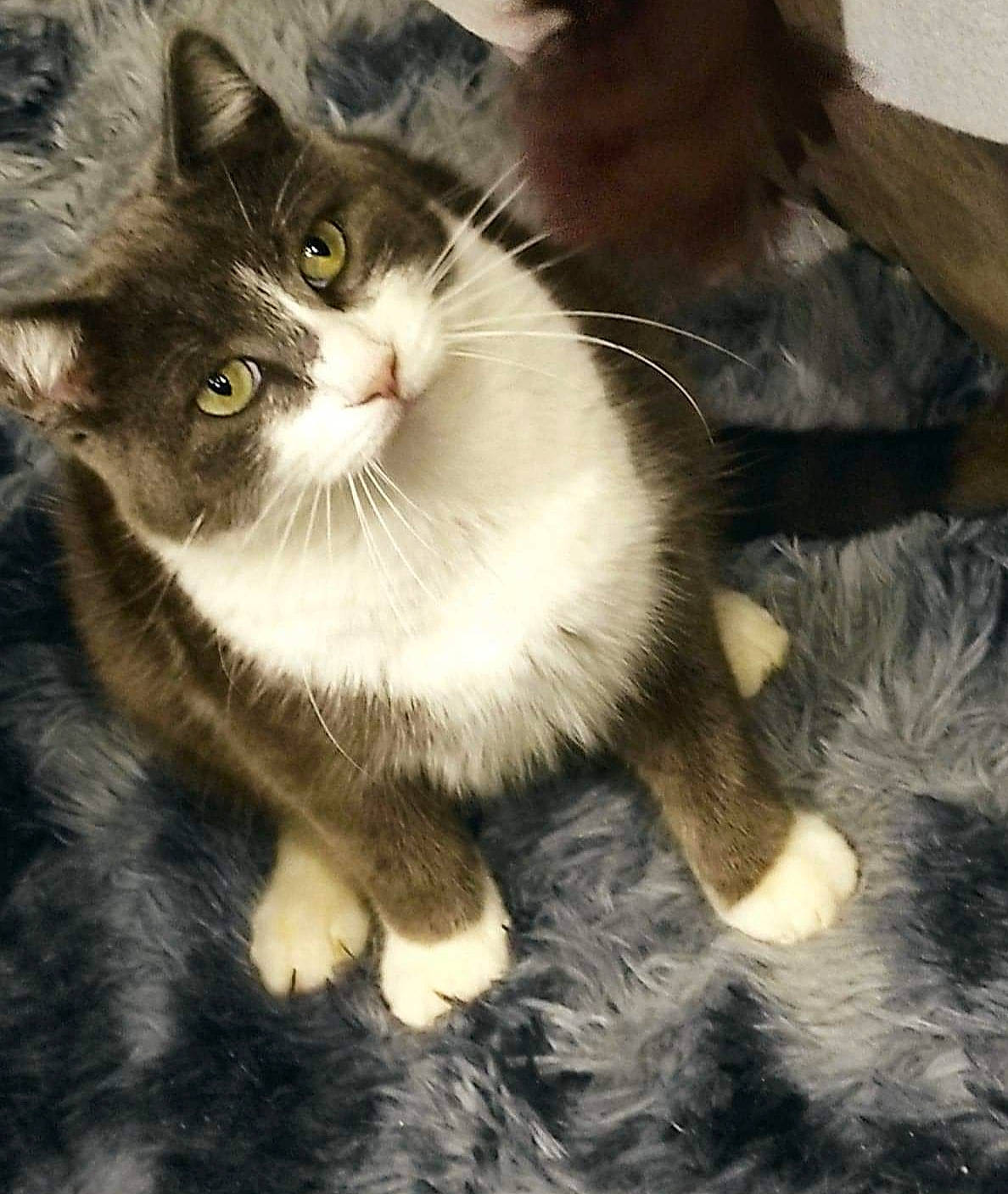 Mitsy participe au concours pour gagner de l'argent avec cette photo : carnivore, cat, claw, domestic_short_haired_cat, felidae, fur, monochrome_photography, paw, photo_caption, sitting, small_to_medium_sized_cats, snout, tail, whiskers, window