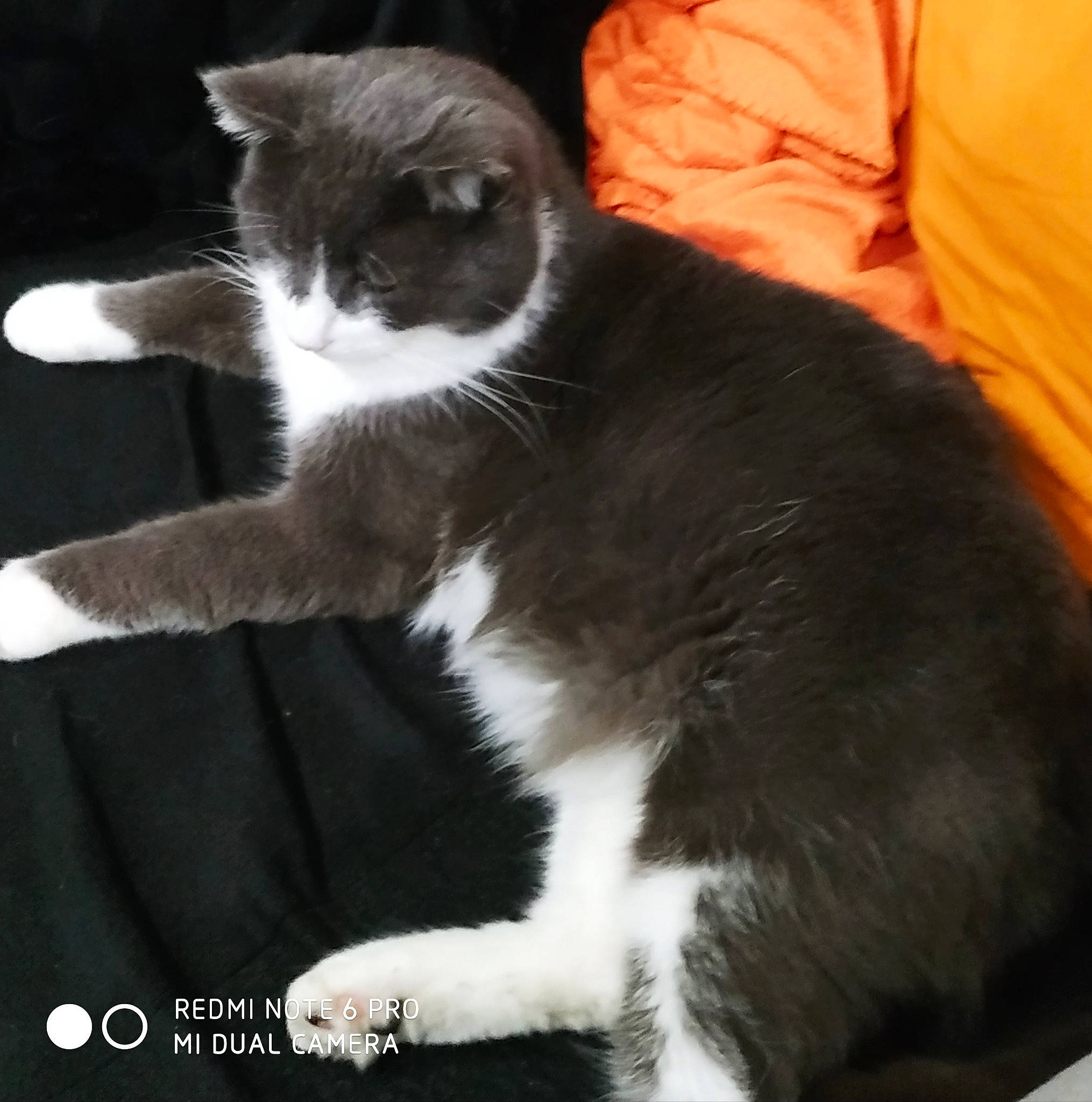 Mitsy participe au concours pour gagner de l'argent avec cette photo : carnivore, cat, claw, comfort, couch, domestic_short_haired_cat, felidae, foot, fur, human_leg, lap, monochrome_photography, paw, sitting, small_to_medium_sized_cats, snout, tail, whiskers