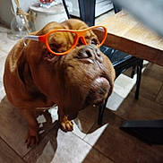 Peet a rejoint le concours — aidez-le/la à gagner de superbes lots ! animal, brown_dog, chair, close_up, curious, dog, domestic, floor, footwear, furniture, glasses, home, indoor, large_dog, looking_up, orange_glasses, pet, shadow, table, tile_floor