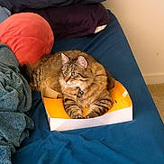 Thor is registered to the contest to win money with this photo: cat, tabby, pet, feline, bed, box, pillow, blanket, indoor, resting, fur, collar, domestic_animal, cozy, sleepy, cute, animal, relaxed, home, soft