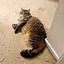 Thor joined the competition — help win amazing prizes! cat, tabby, fluffy, carpet, indoor, pet, animal, relaxed, lounging, feline, tail, ears, whiskers, curious, corner, floor, domestic, cute, house, mammal