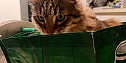 Thor is registered to the contest to win money with this photo: cat, tabby, shopping_bag, green, indoor, household, shelf, curious, feline, pet, closeup, domestic_cat, eyes, fur, container, retail_bag, table, room, home, background