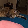 Thor joined the competition — help win amazing prizes! cat, tabby, sleeping, indoor, bed, feline, pet, resting, animal, fur, paw, cozy, home, quiet, relaxation, soft, mammal, cute, comfort, peaceful